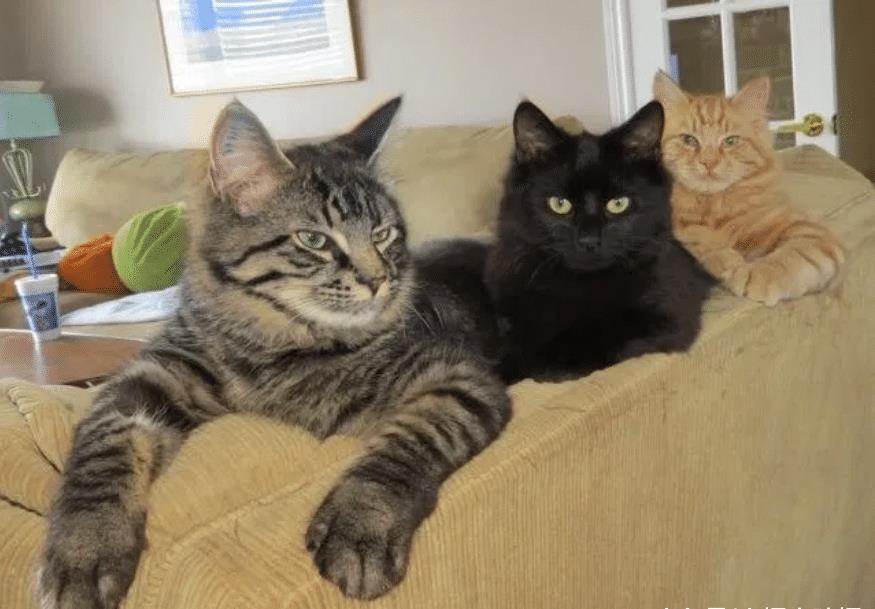 怎么看小猫多少天 2533bac91c19496d8562e9062bdd2051.jpeg