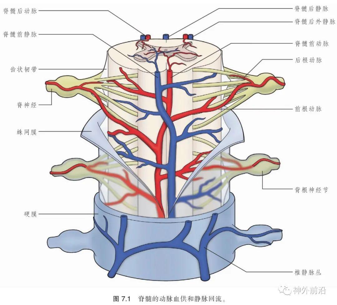 解剖| 脊髓和脑的动脉血供—中枢神经系统的血管