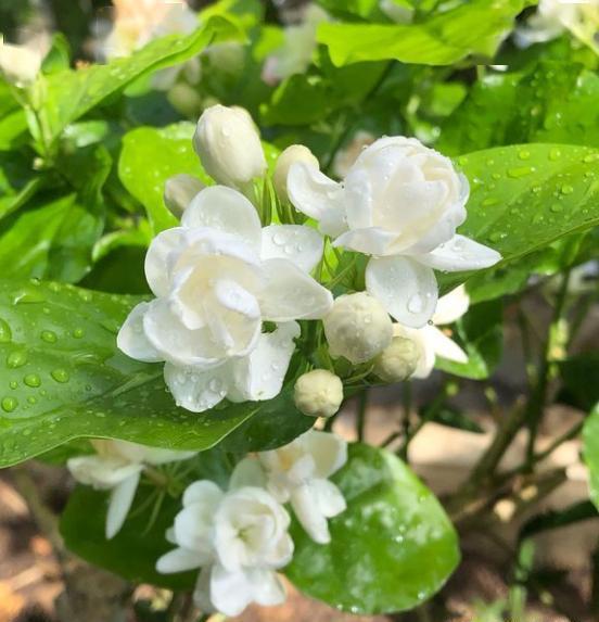 养茉莉花,记住"小诀窍",秒变"开花机器",花开得又多又