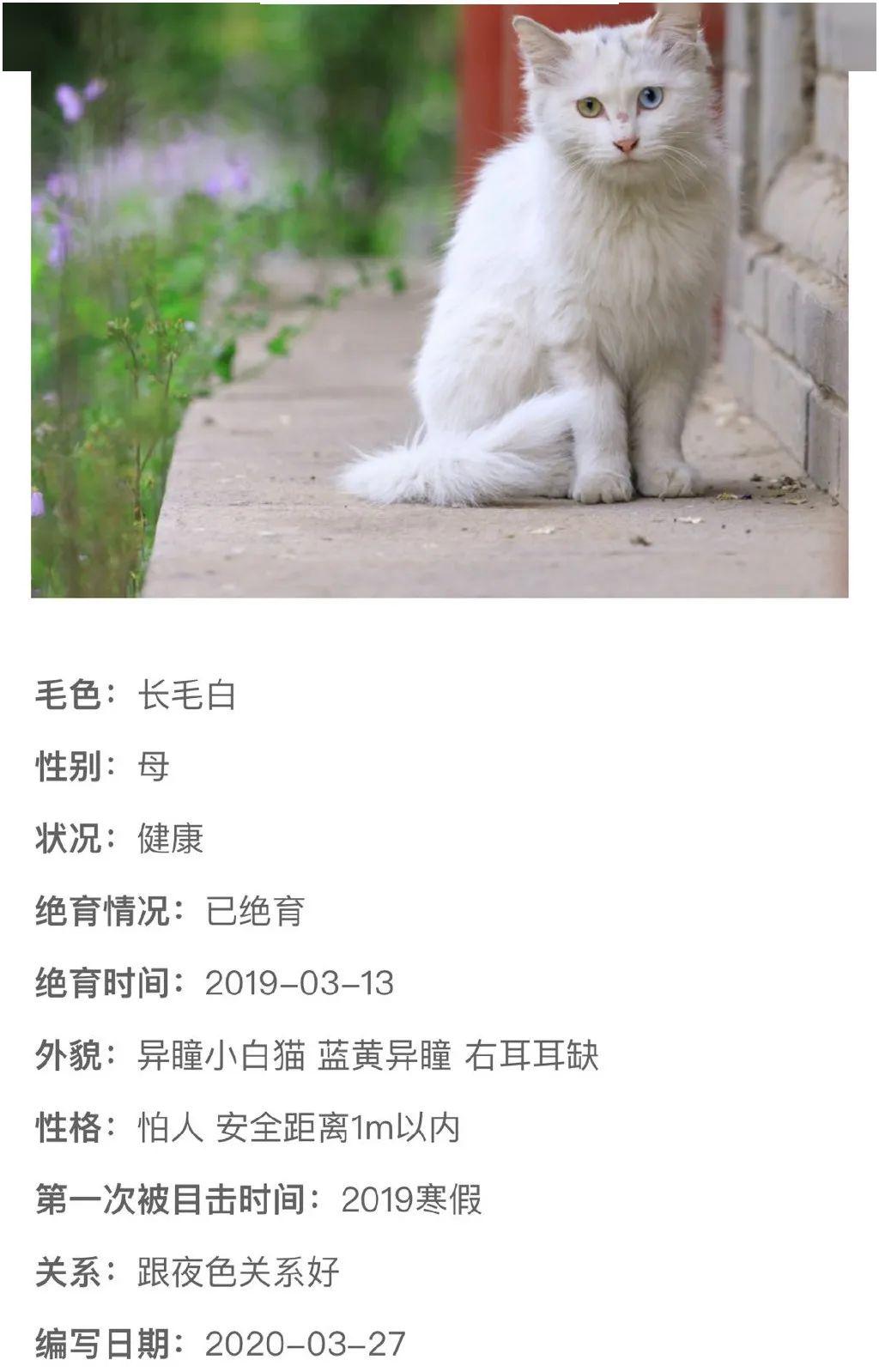 北大的猫太有爱了！我后悔当初选清华了…