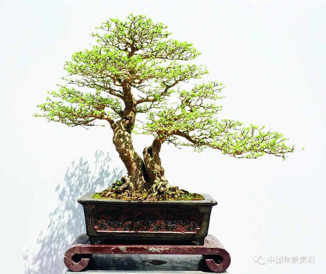 抗疫时刻,线上回顾|岭南盆景名家吴成发,陈昌,黄就伟精品展回顾(四)