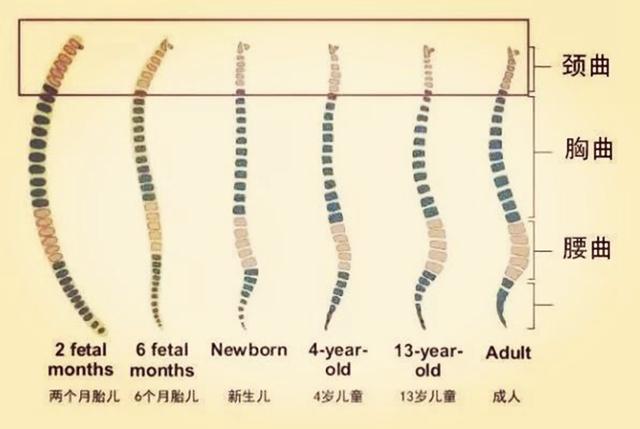 「宝宝」和从不睡枕头的娃，长大有啥差异？父母要知晓从小睡枕头的孩子