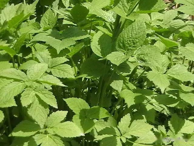 二甲芹是上等的山野菜,生长在阔叶林中,极少单棵,大多是三五十棵的一