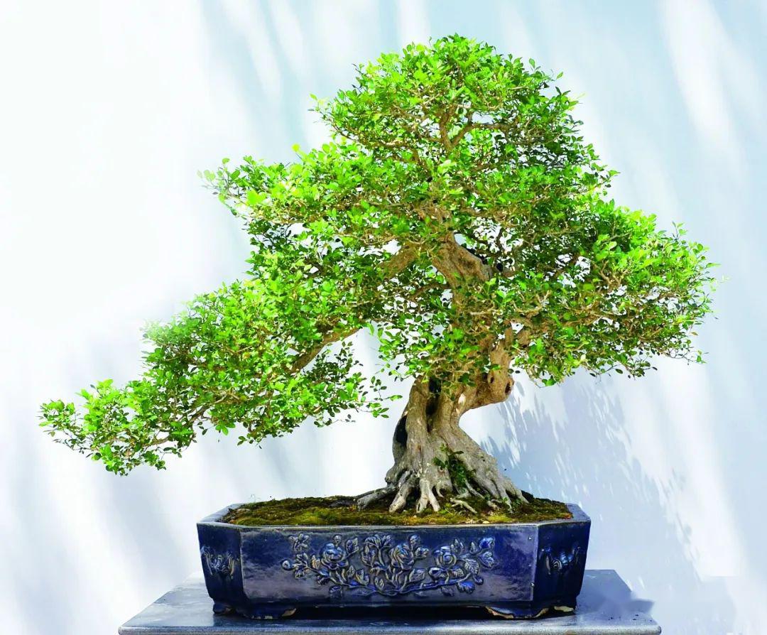 抗疫时刻,线上回顾|岭南盆景名家吴成发,陈昌,黄就伟精品展回顾(四)