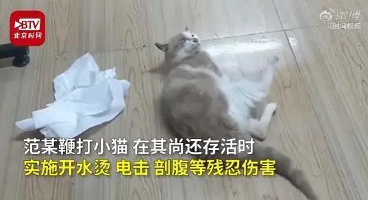 大学生残忍虐猫:我家有钱我牛b!被退学后仍旧直播虐杀