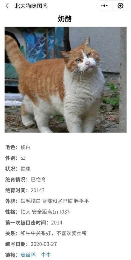 北大的猫太有爱了！我后悔当初选清华了…