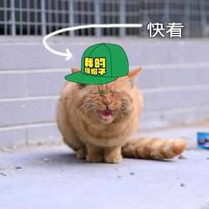 北大的猫太有爱了！我后悔当初选清华了…