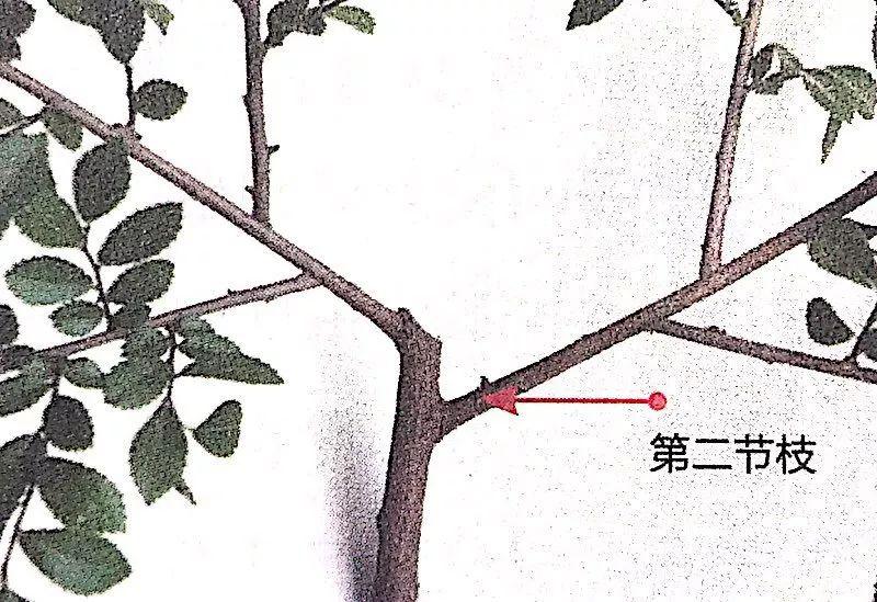 罗汉松造型前首先从枝条基部进行疏剪