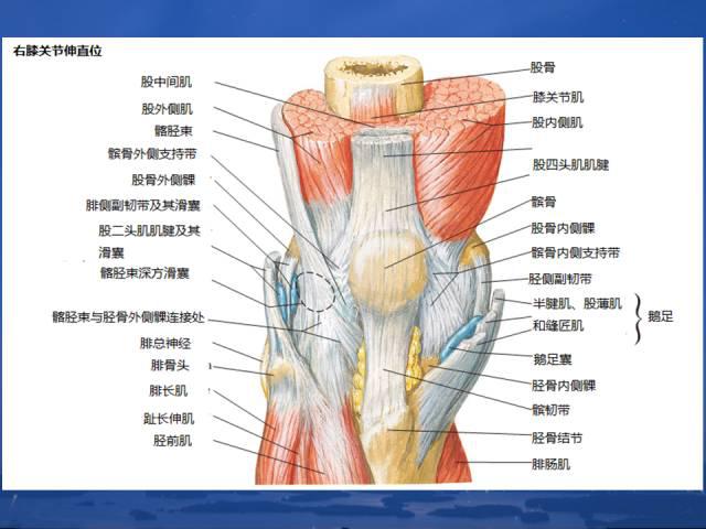 人体解剖——膝关节解剖与详细治疗方法和定位