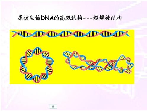 dna螺旋结构简笔画 dna螺旋结构简笔画画法