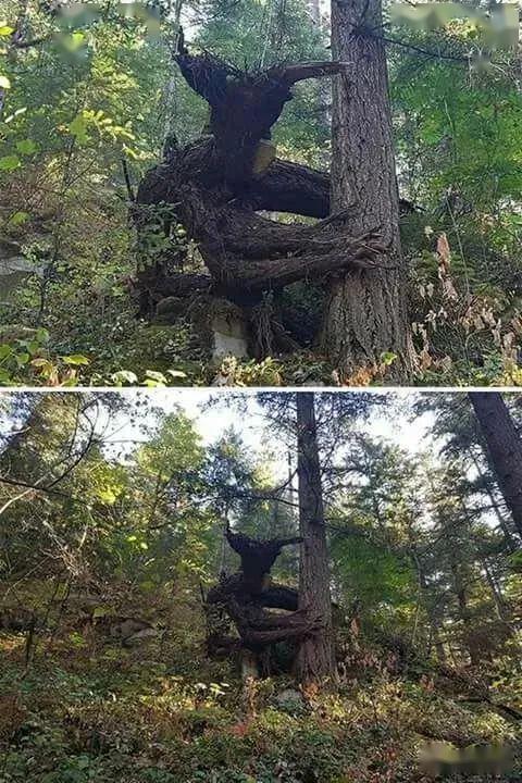 这是何方大侠躲在树的后面防御敌人?