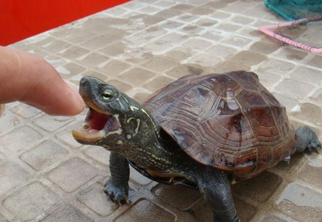 很多人都以为乌龟能活一百岁,确实有超过100岁的乌龟.