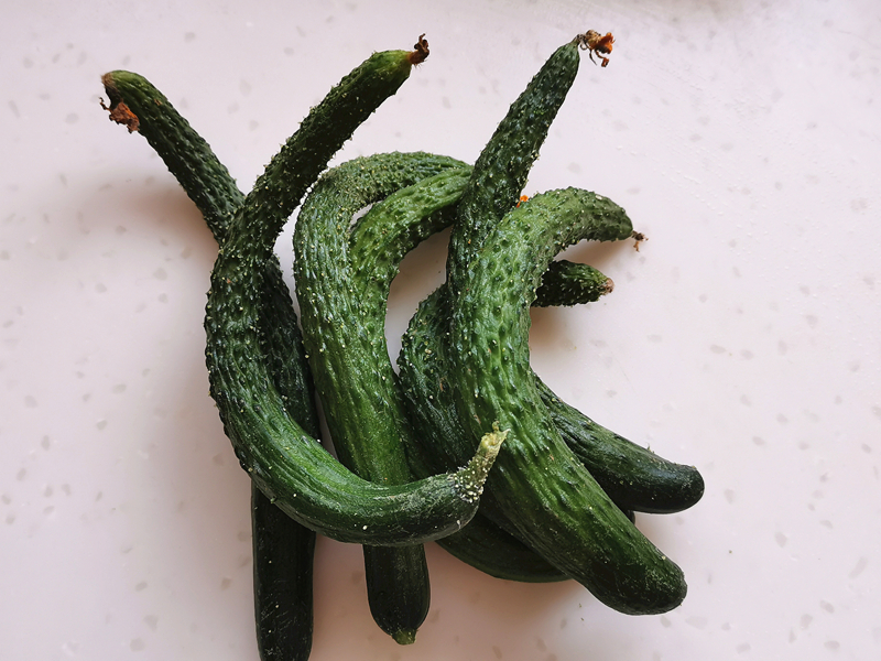 怎么晒黄瓜钱 65c6e1f127ca4d3a9932a9e8b69f2b54.jpeg