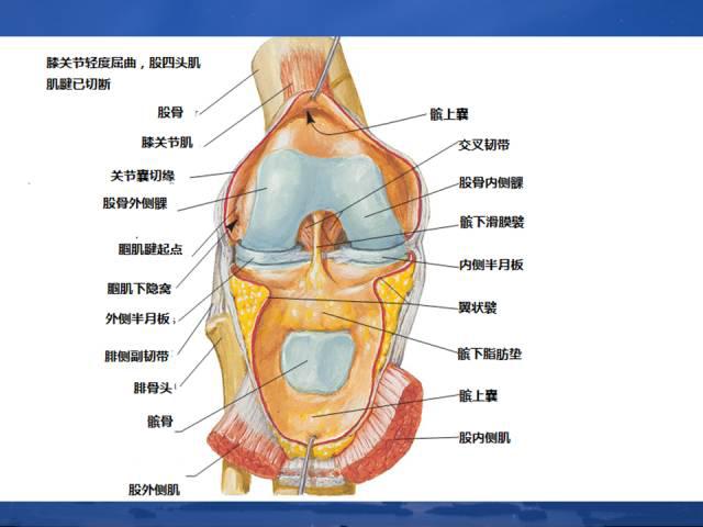 人体解剖——膝关节解剖与详细治疗方法和定位_关节炎