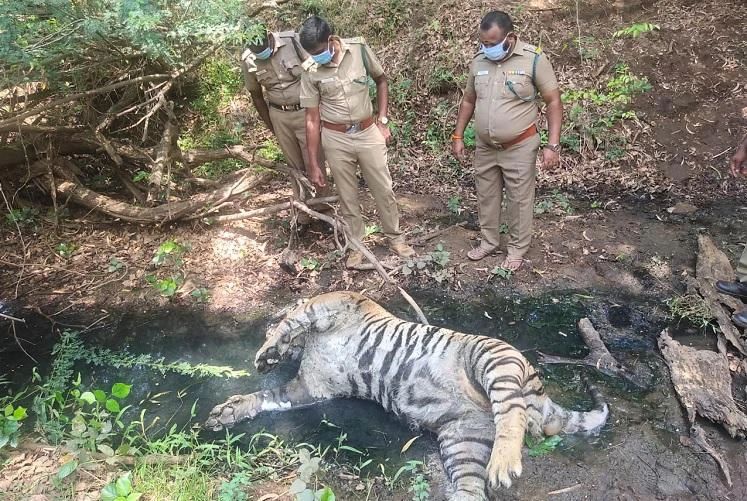 4月12日,在印度中央邦的坎哈老虎保护区,保护区工作人员也发现了一具