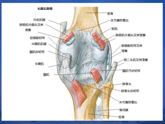 人体解剖膝关节解剖与详细治疗方法和定位