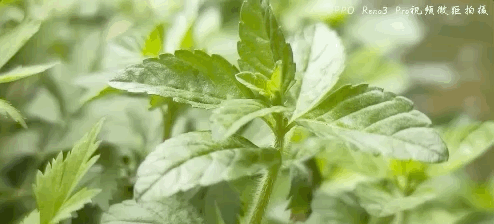 75c7c36e95784880a7d7c3f567fd3ab2.png