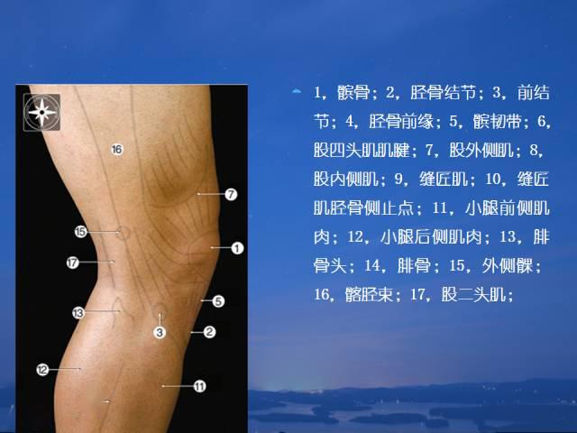 人体解剖膝关节解剖与详细治疗方法和定位
