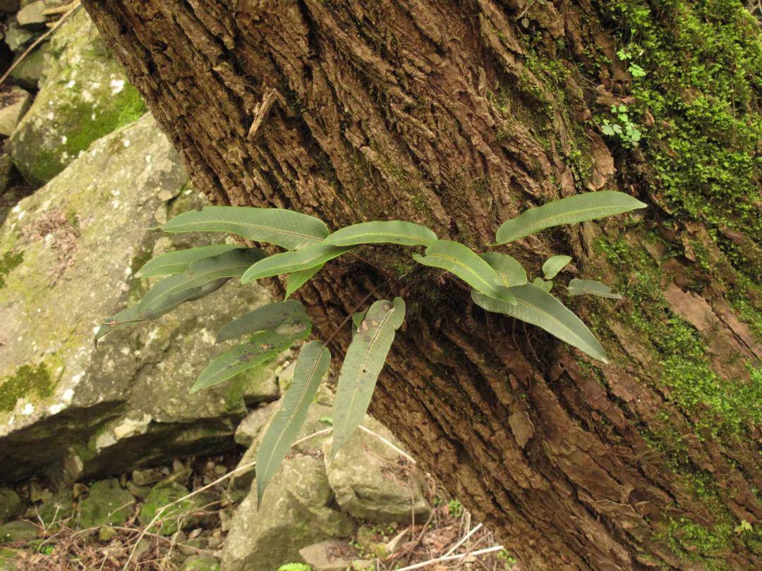 庐山石韦石韦是水龙骨科的生长在崖壁上的附生蕨类植物.