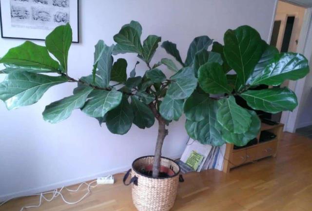 适合家里养的盆栽有哪些 86ad7111f7fd457c95e97f98eec1812b.jpeg