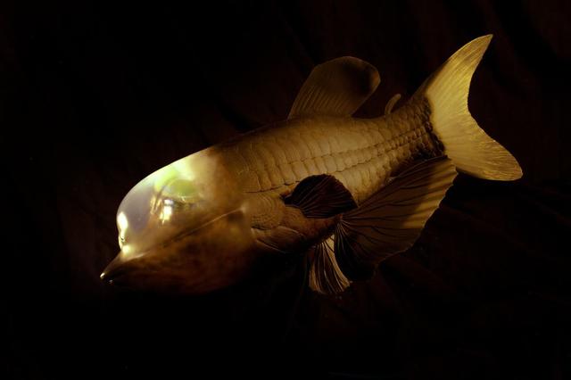 管眼鱼 来自搜狐网