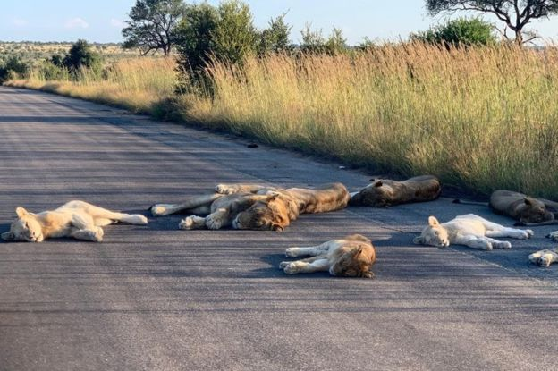 封鎖期間遊客驟減，南非野生動物保護區內獅群橫臥馬路熟睡 國際 第1張