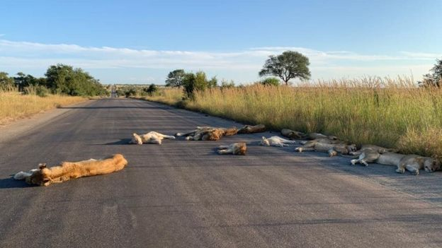 封鎖期間遊客驟減，南非野生動物保護區內獅群橫臥馬路熟睡 國際 第3張