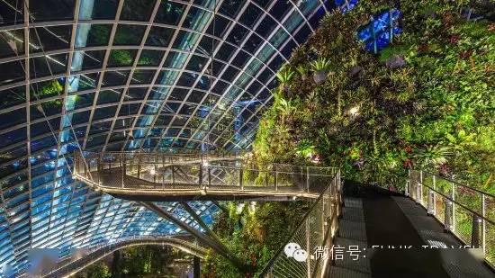 新加坡滨海湾花园 Garden By The Bay_云雾