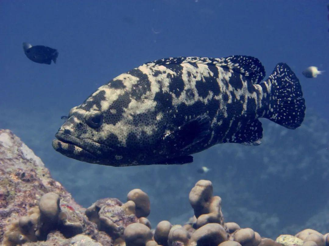 珊瑚礁中的大型石斑鱼,图为褐点石斑鱼,又叫老虎斑丨ruchakarkarey