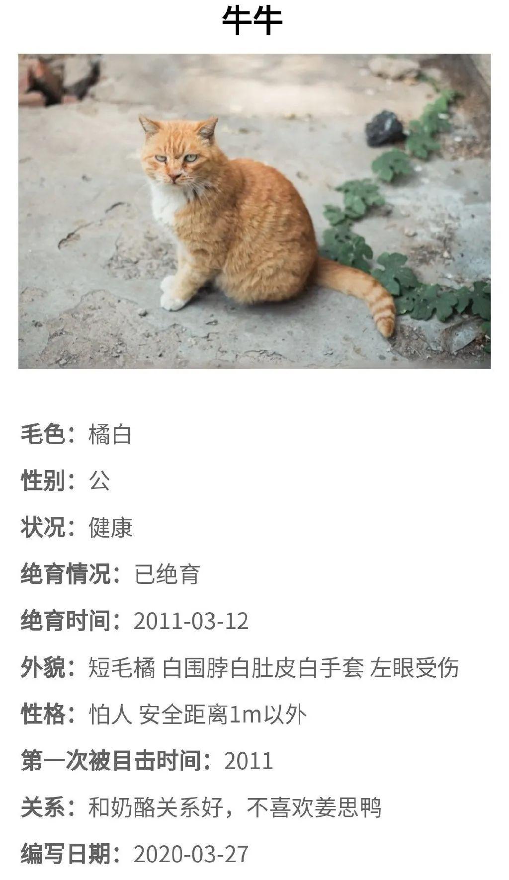 北大的猫太有爱了！我后悔当初选清华了…