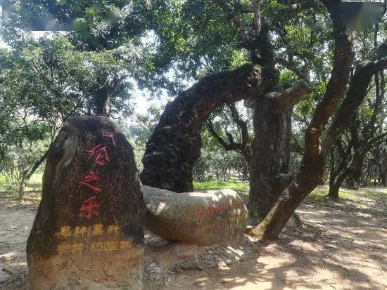 高州根子贡园内树龄超过1300年的黑叶荔枝