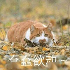 北大的猫太有爱了！我后悔当初选清华了…