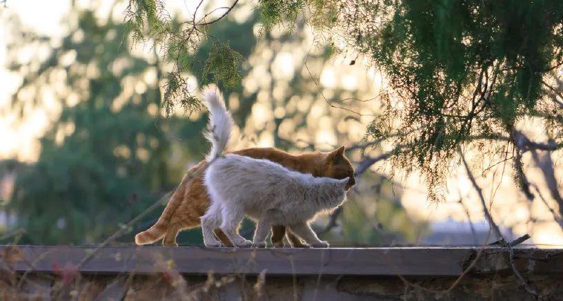 北大的猫太有爱了！我后悔当初选清华了…