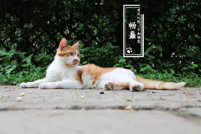 北大的猫太有爱了！我后悔当初选清华了…