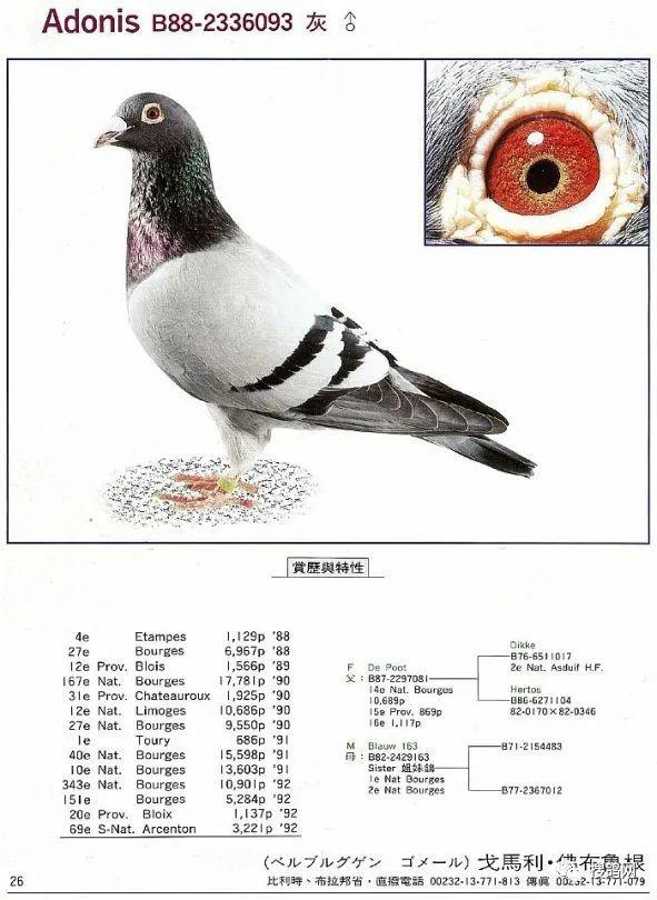 搜鸽图集 | 戈马力·佛布鲁根的基础种鸽赏析