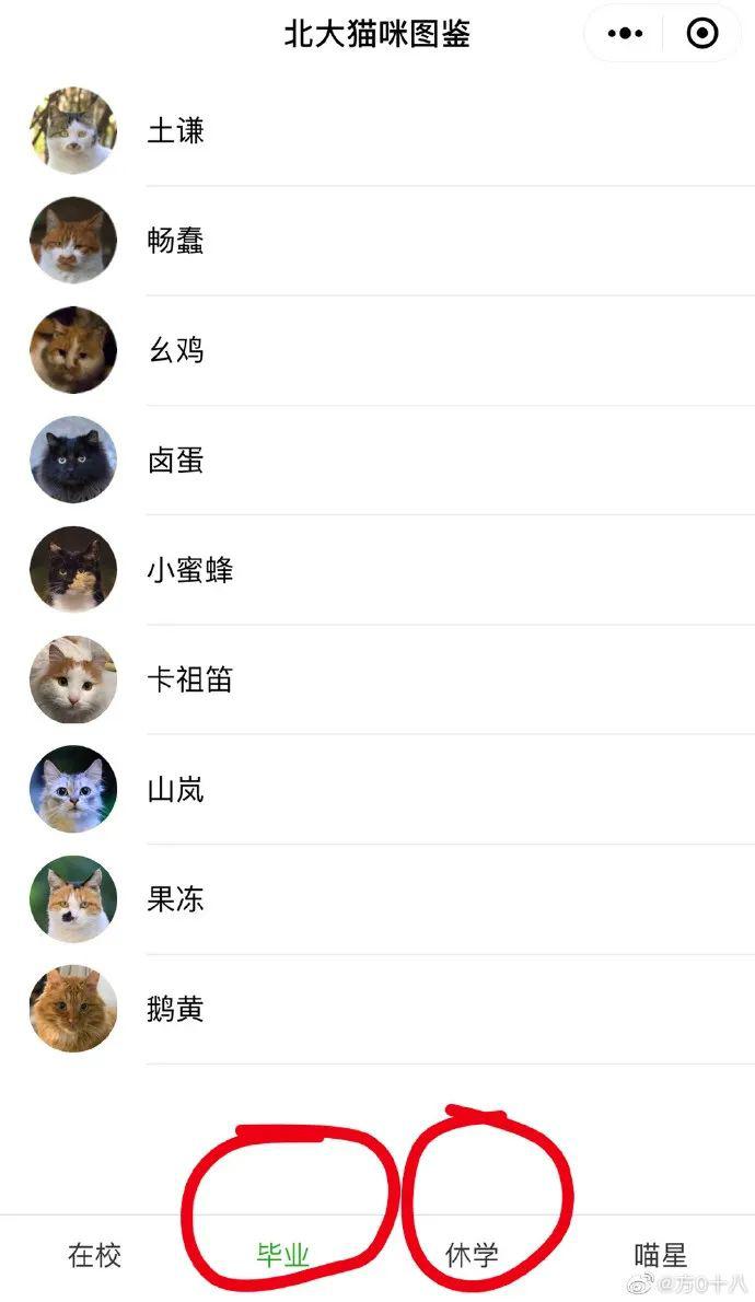 北大的猫太有爱了！我后悔当初选清华了…