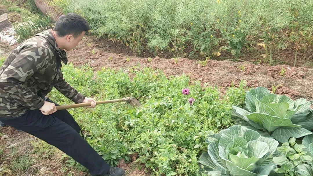 192株富顺一女子在自家土地里种植罂粟原因让人哭笑不得