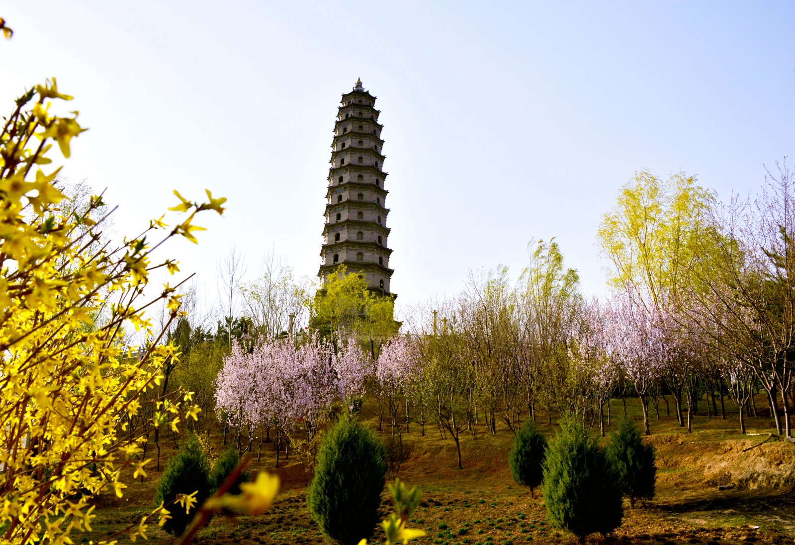 山西左权:春到鳌峰 花开太行