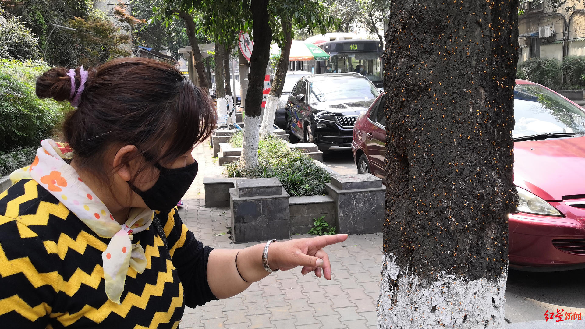 密集恐惧症慎入!成都一街道几十颗树爬满小黄