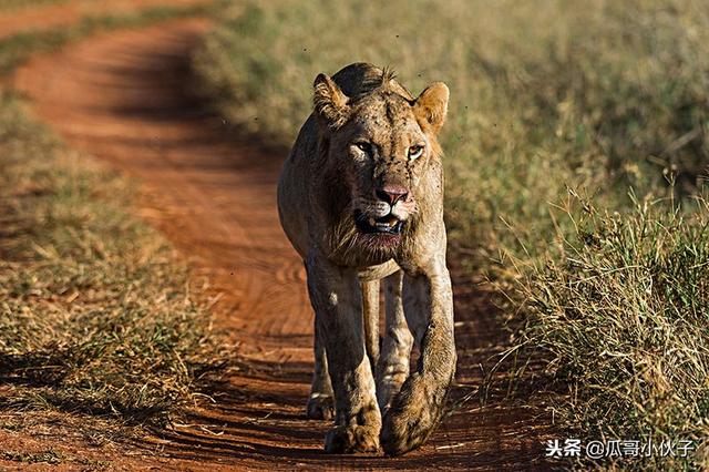 食人成瘾的查沃狮吃掉135人震惊世界