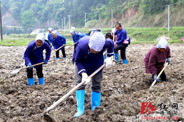 农户在起垄,翻地.农户正忙着移栽西红柿幼苗.