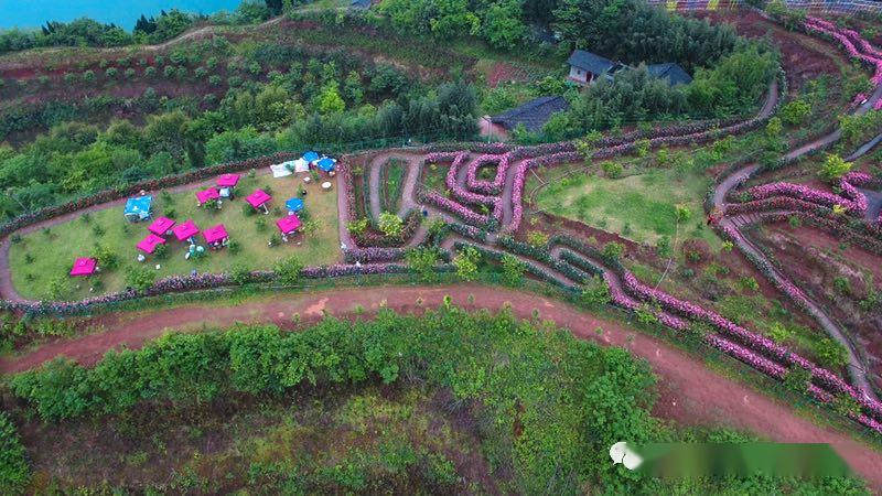 【1783周末徒步】4月19日 都京镇澜岭江花景区赏玫瑰花活动召集