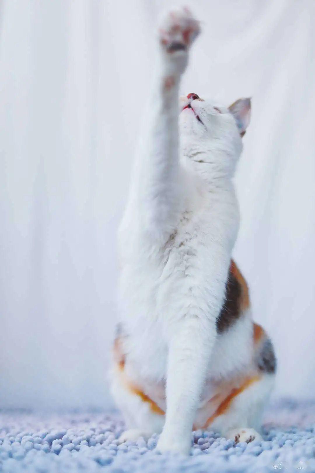 怎么拥有一只猫 d9a816c8af8c4e9b9f7462d6924654a5.jpeg