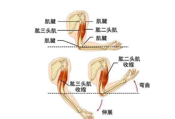 如何让自己有肌肉线条 de530af38c054420a0db0e97ae5bccae.jpeg