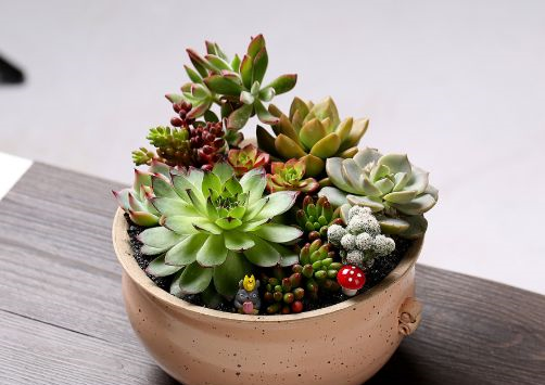 多肉植物怎么浇水爆盆 e06e51ae1a9d4502a3651baf809f6e33.png