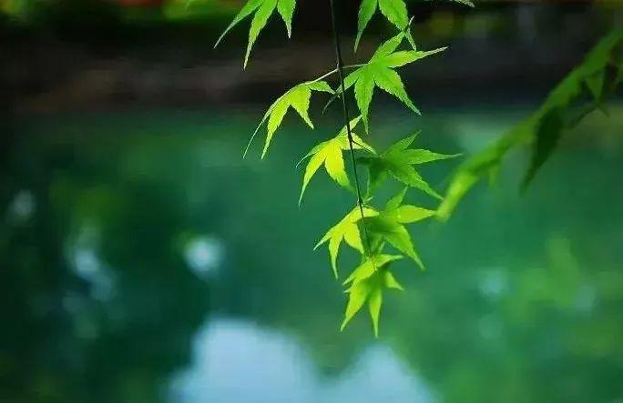 古筝流水行云曲谱