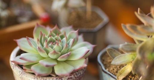 多肉种子发芽需要光照吗 e9bf86c164b94e7e9a0d41d98fcd5fc9.jpeg