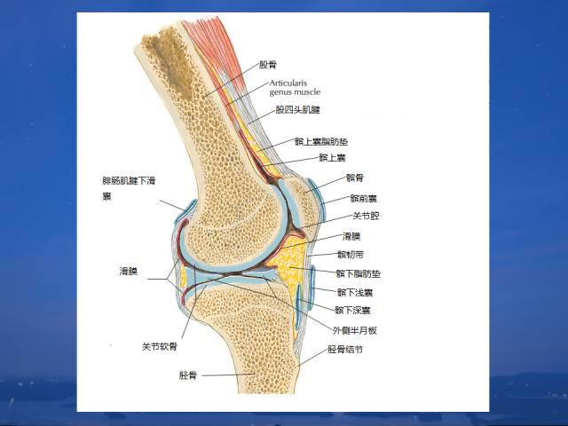 人体解剖——膝关节解剖与详细治疗方法和定位
