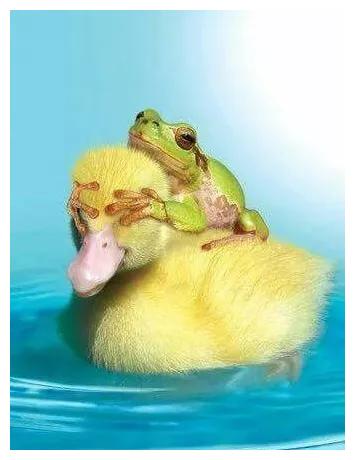 呆头呆脑猜成语_呆头呆脑唐娜图片