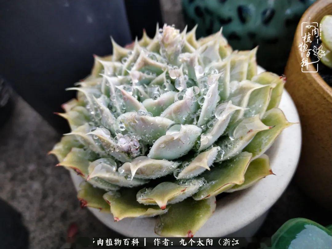 蓝丝绒,水珠洒落的恰当,一尘不染.